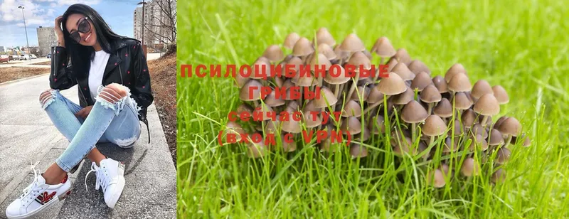 Псилоцибиновые грибы MAGIC MUSHROOMS  где купить наркотик  Электрогорск 